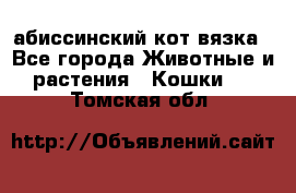 абиссинский кот вязка - Все города Животные и растения » Кошки   . Томская обл.